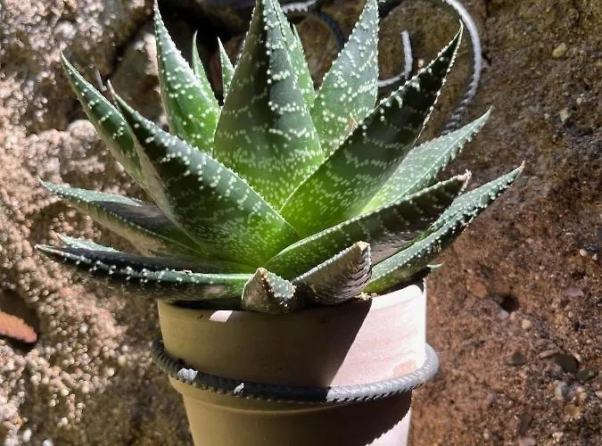 Arco Del Tinte 10 公寓